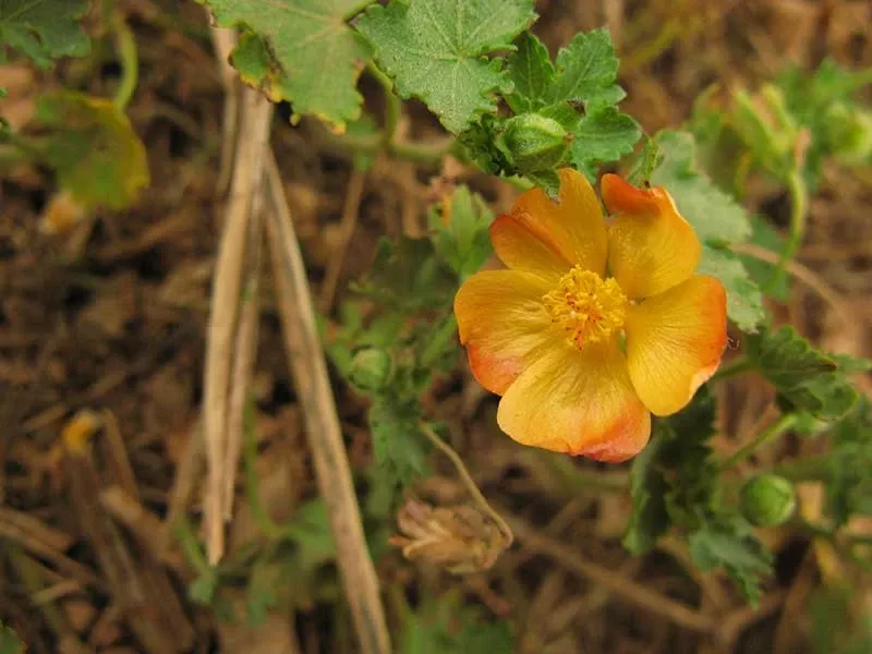 Paisaje de montaña 17