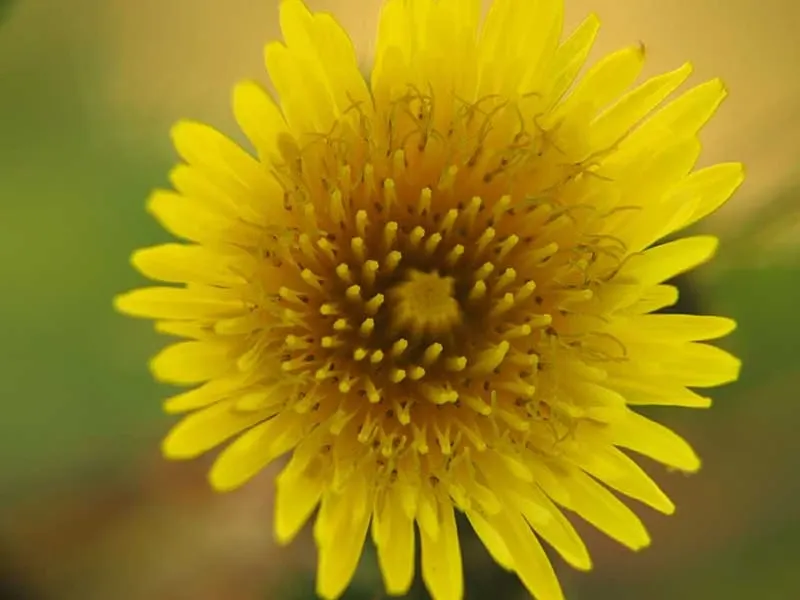 Paisaje de montaña 18