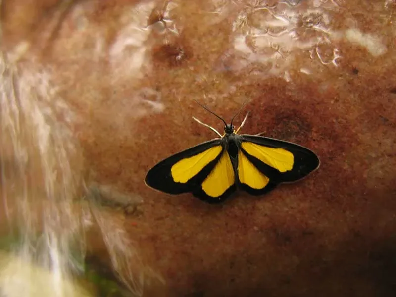 Paisaje de montaña 26