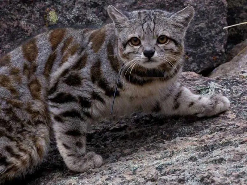 Paisaje de montaña 28