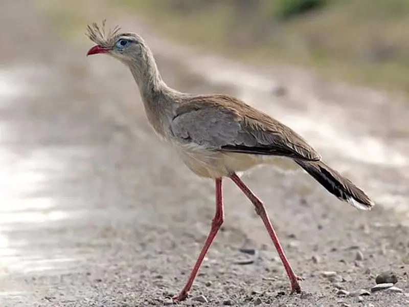 Paisaje de montaña 29