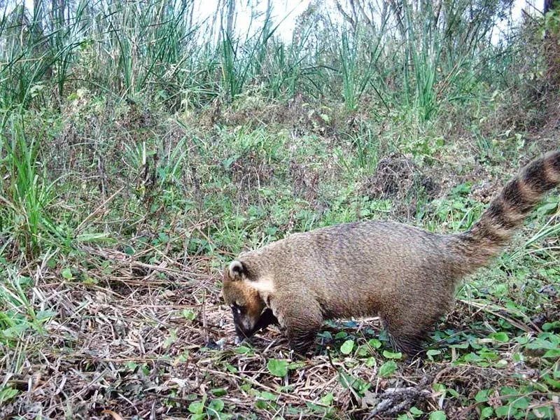 Paisaje de montaña 31