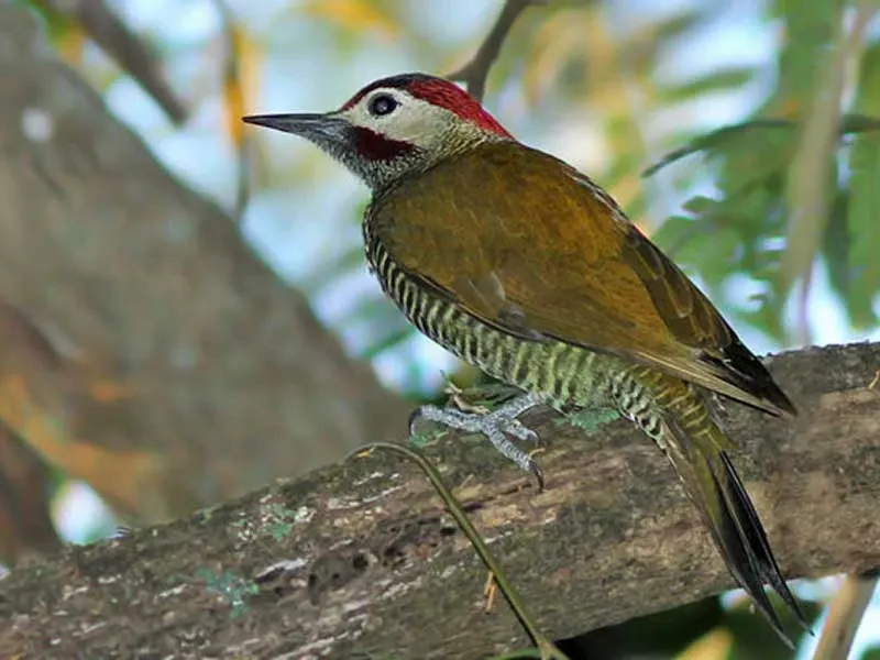 Paisaje de montaña 32