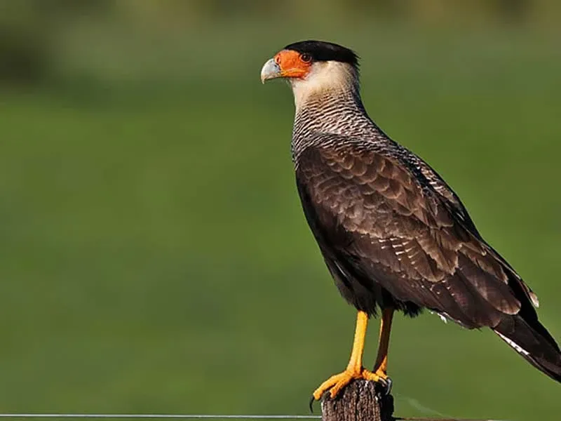 Paisaje de montaña 34