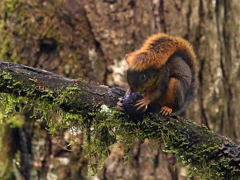 Paisaje de montaña 35