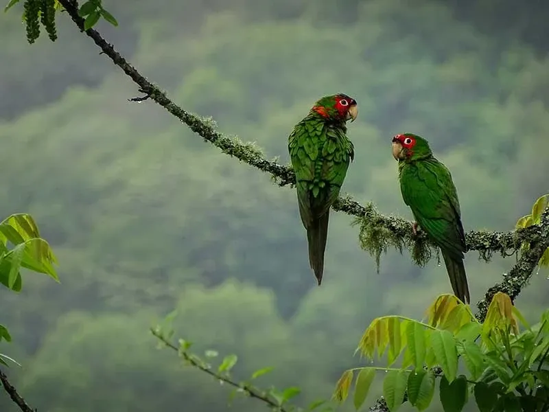 Paisaje de montaña 36