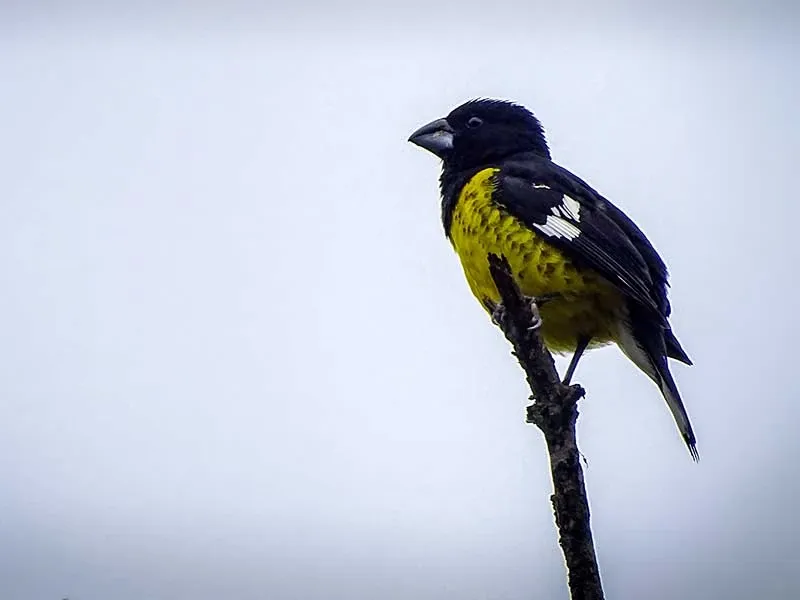 Paisaje de montaña 37