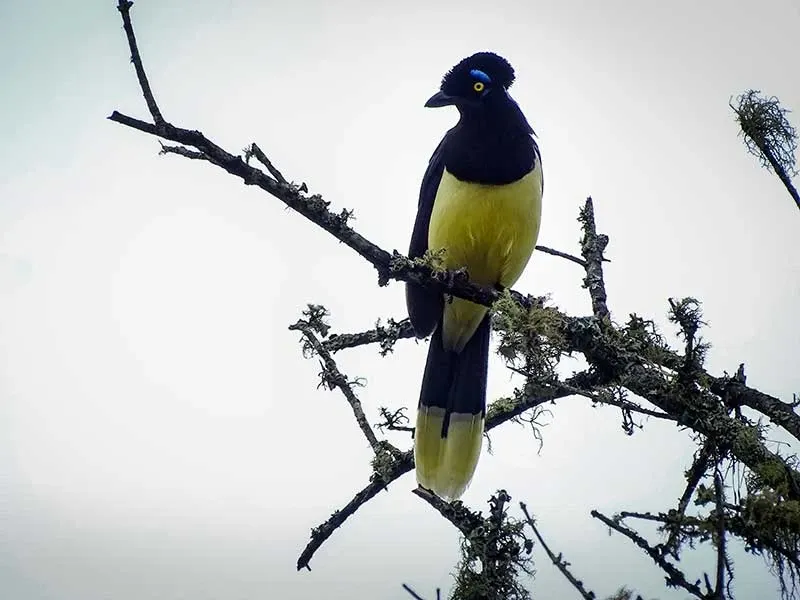 Paisaje de montaña 38