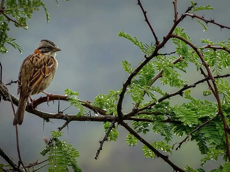 Paisaje de montaña 39