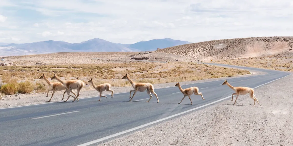 Paisaje de montaña 9