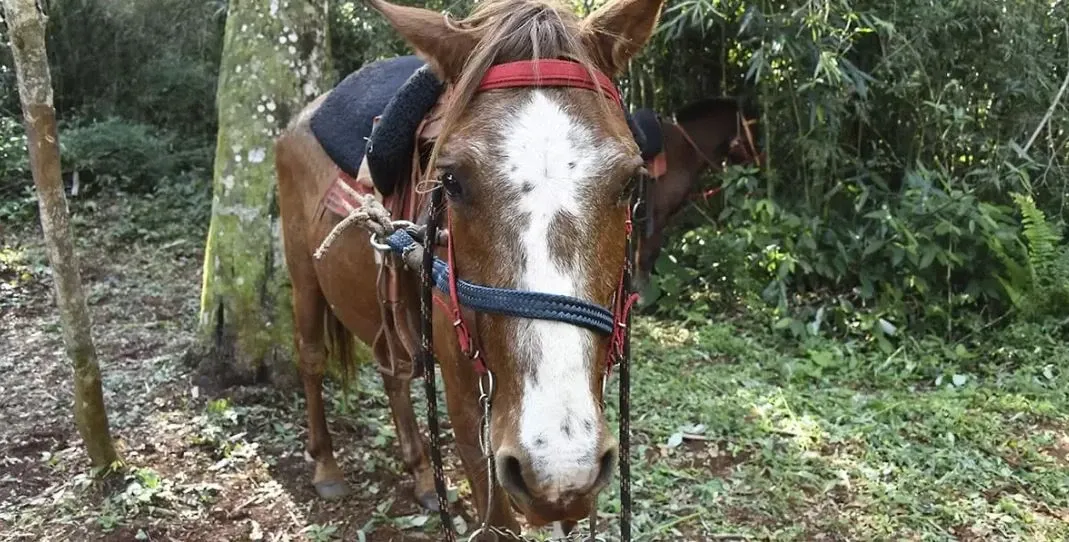 Paisaje de montaña 7