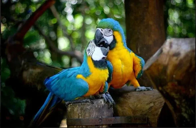 Paisaje de montaña 4