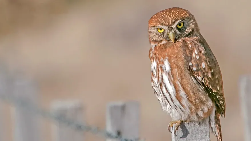 Paisaje de montaña 5
