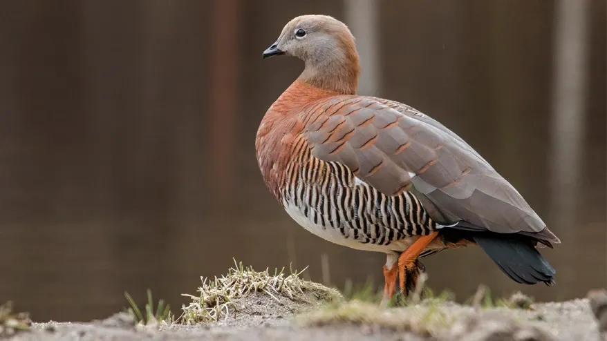 Paisaje de montaña 7