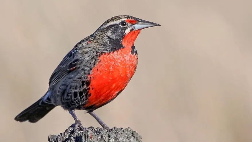 Paisaje de montaña 8