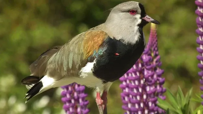 Paisaje de montaña 11