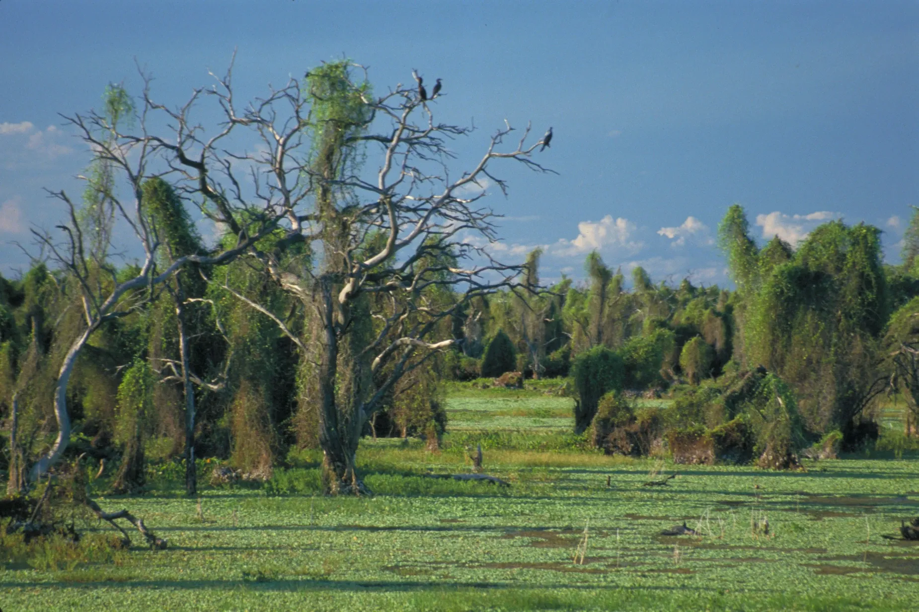 Paisaje de montaña 7