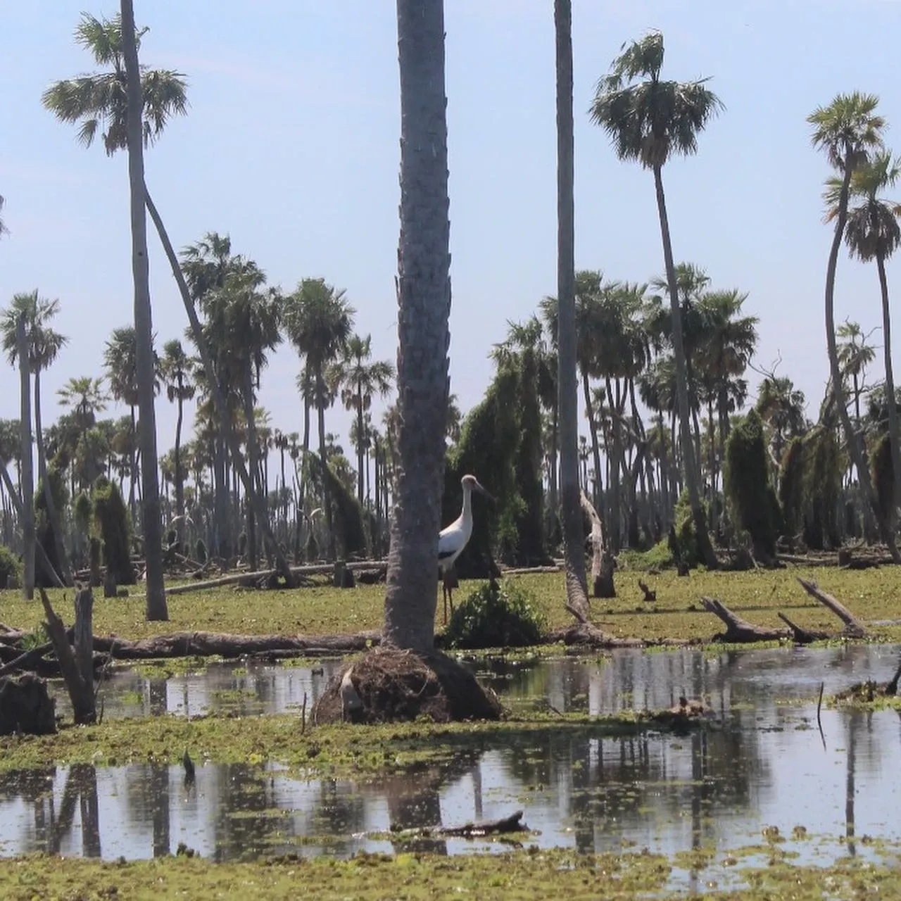 Paisaje de montaña 10
