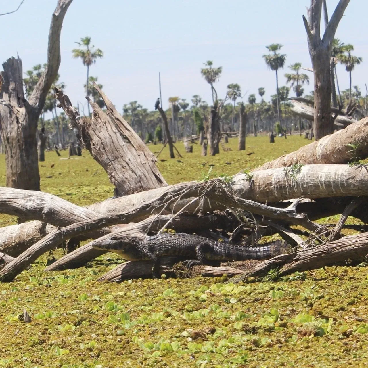 Paisaje de montaña 12