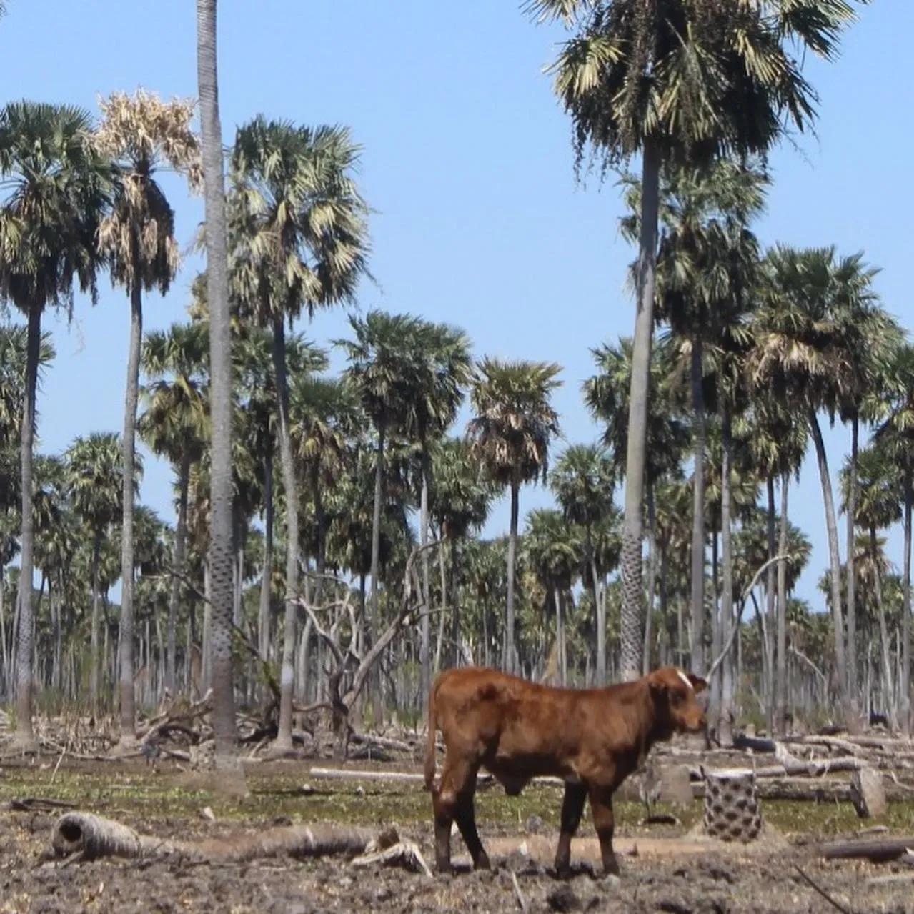 Paisaje de montaña 14