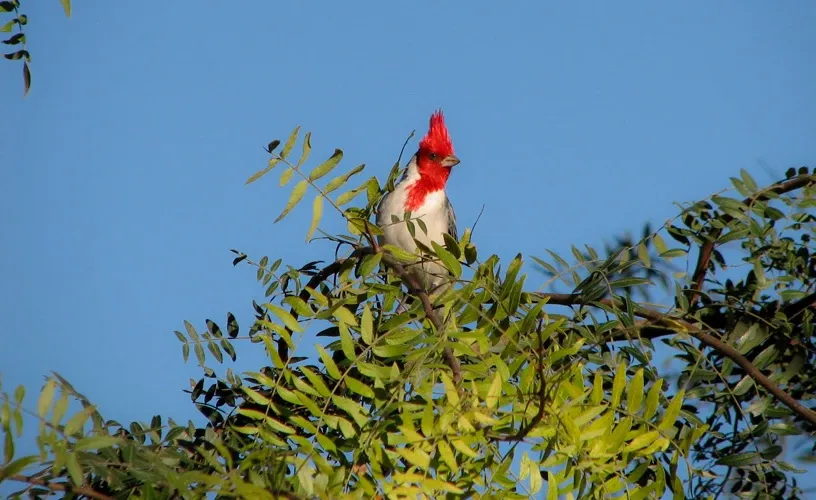 Paisaje de montaña 6