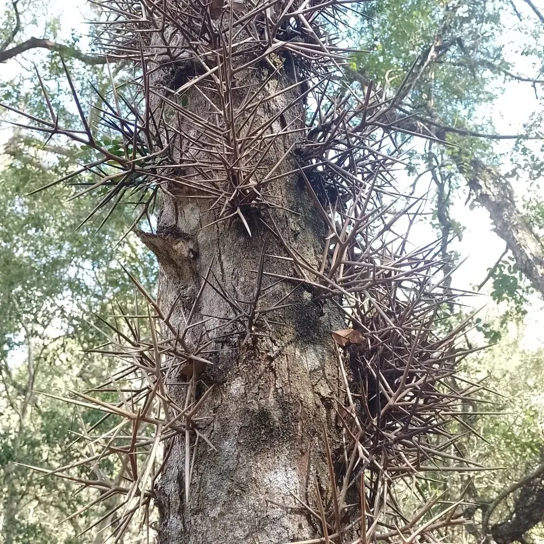 Paisaje de montaña 11