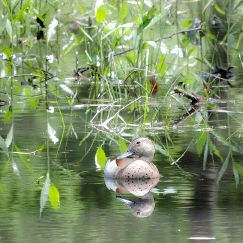 Paisaje de montaña 13