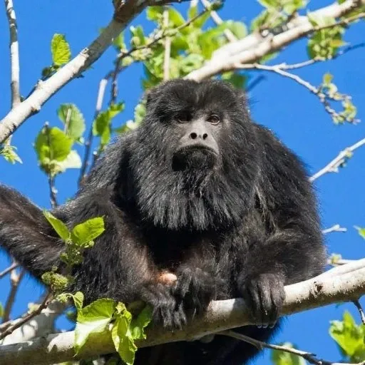 Paisaje de montaña 14