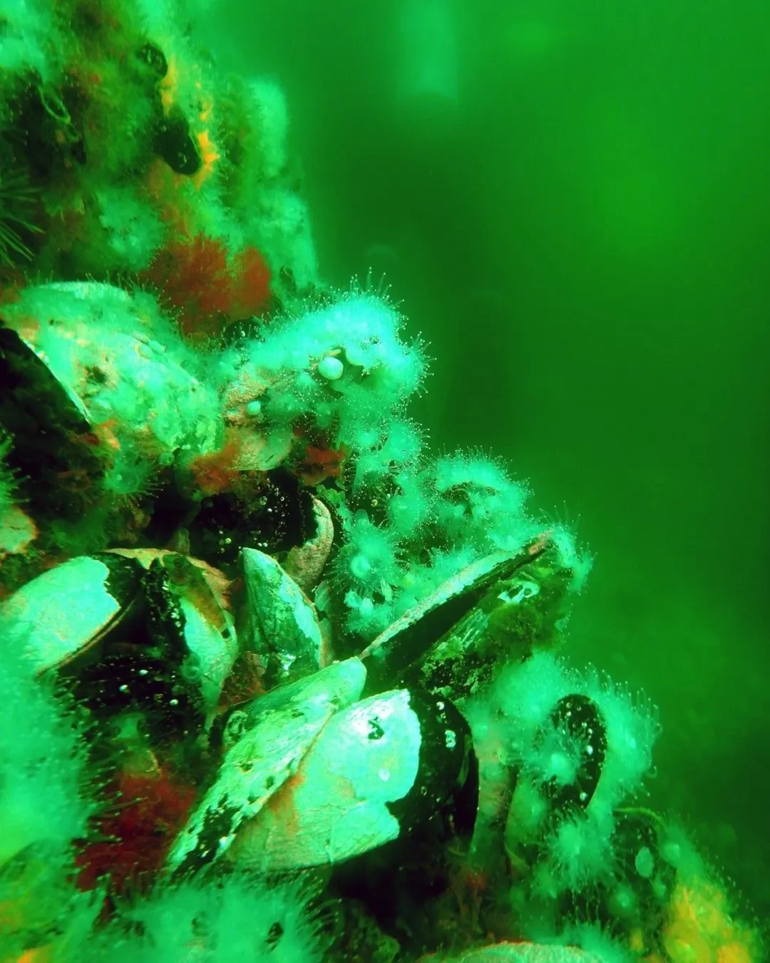 Paisaje de montaña 12