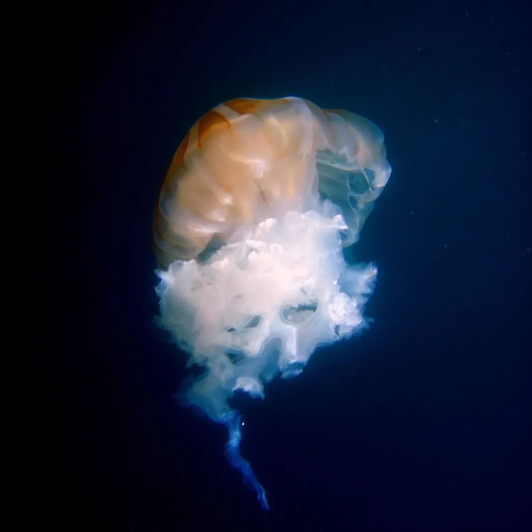 Paisaje de montaña 13