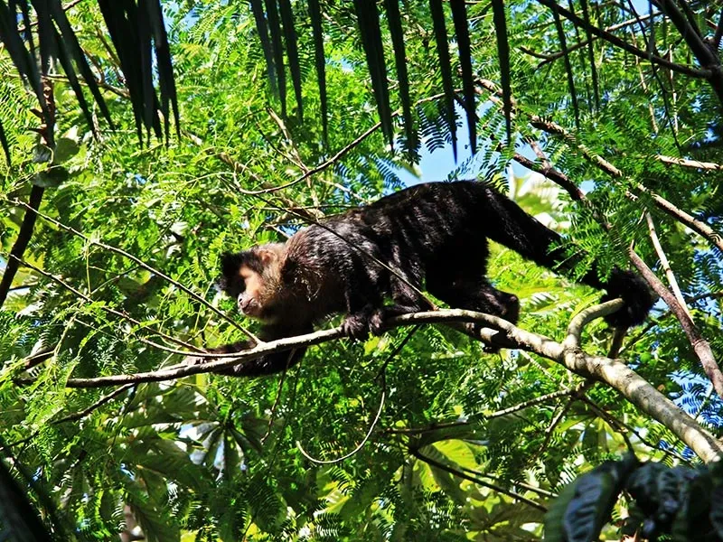 Paisaje de montaña 5