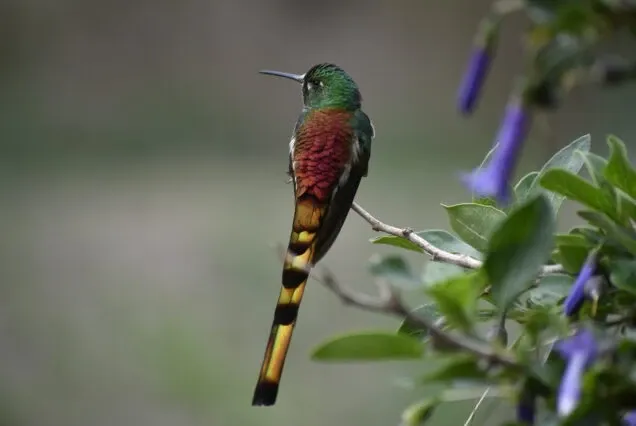 Paisaje de montaña 9