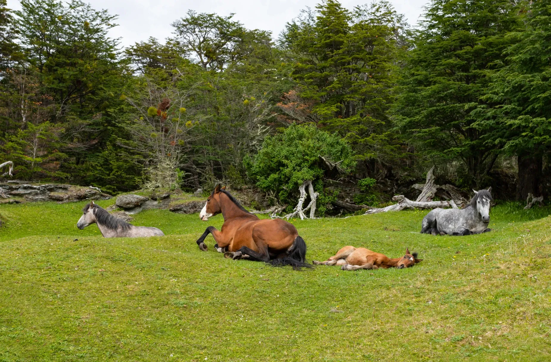 Paisaje de montaña 6