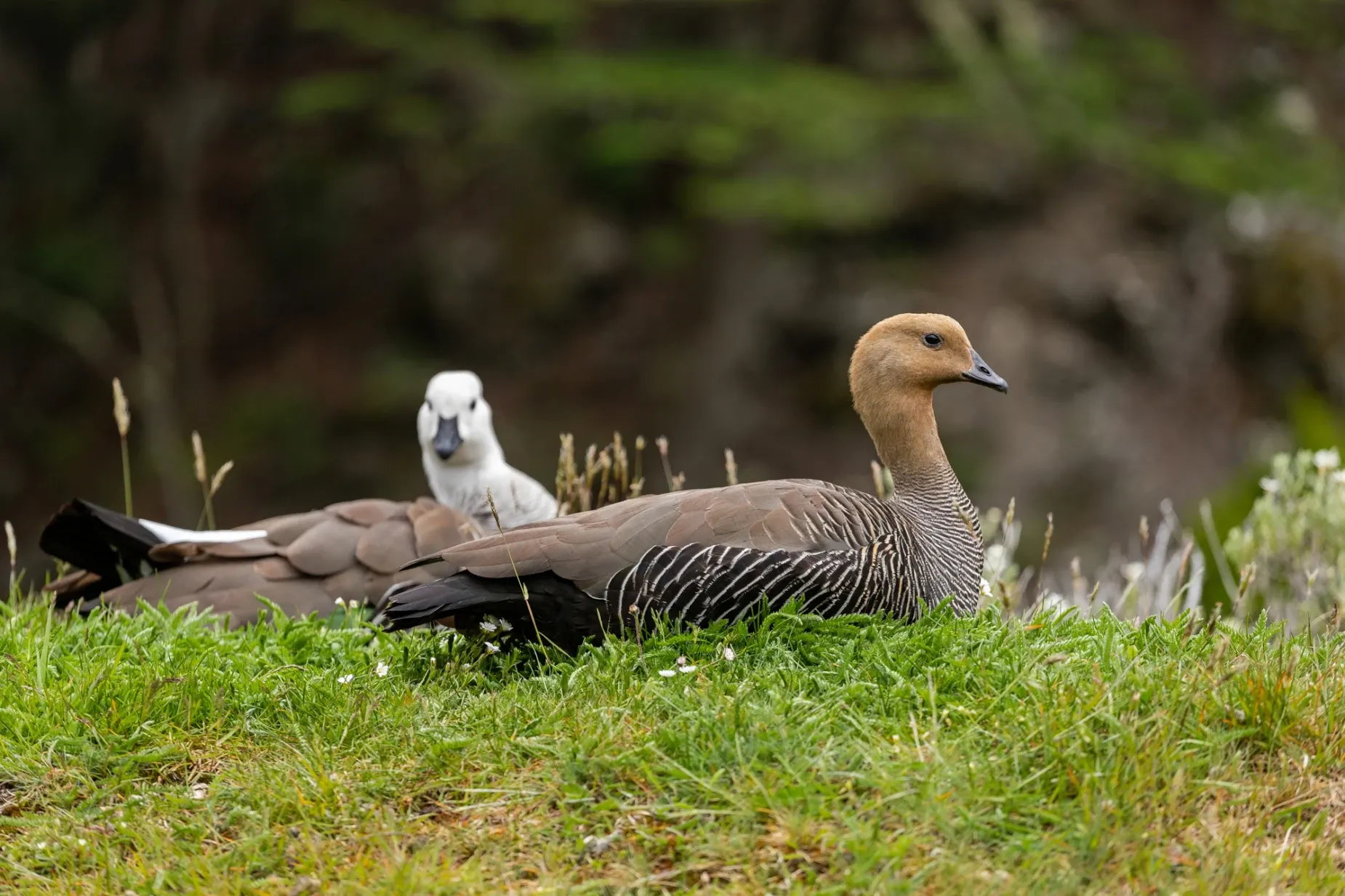 Paisaje de montaña 14