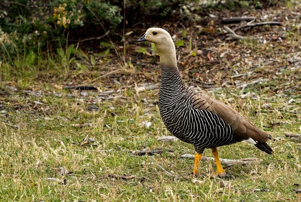 Paisaje de montaña 11