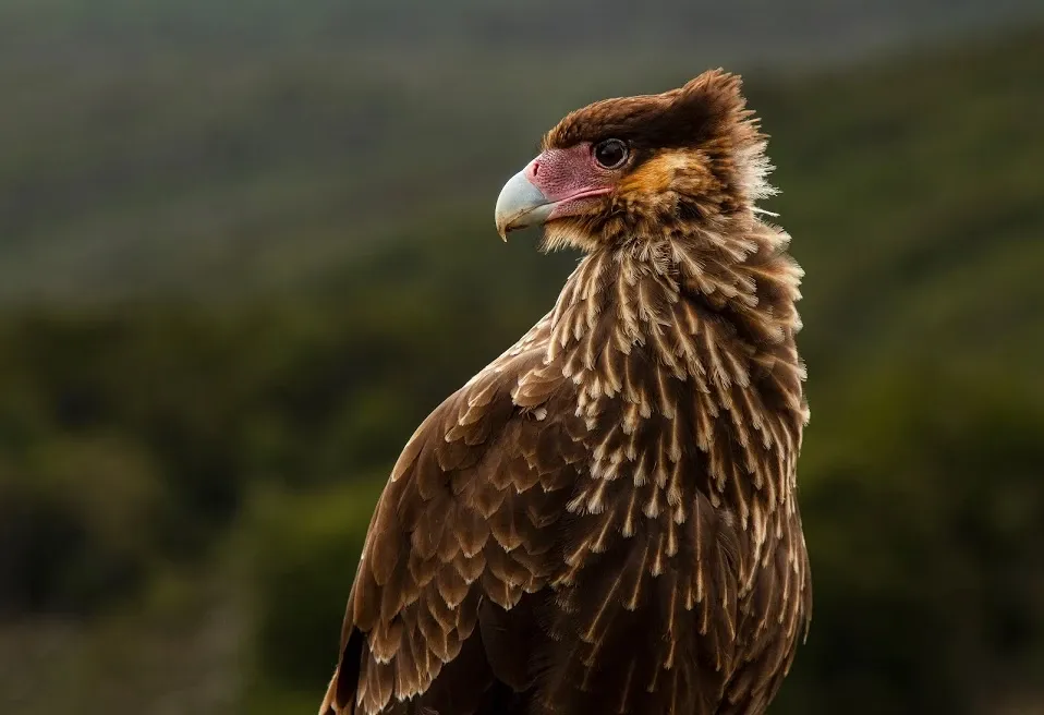 Paisaje de montaña 14