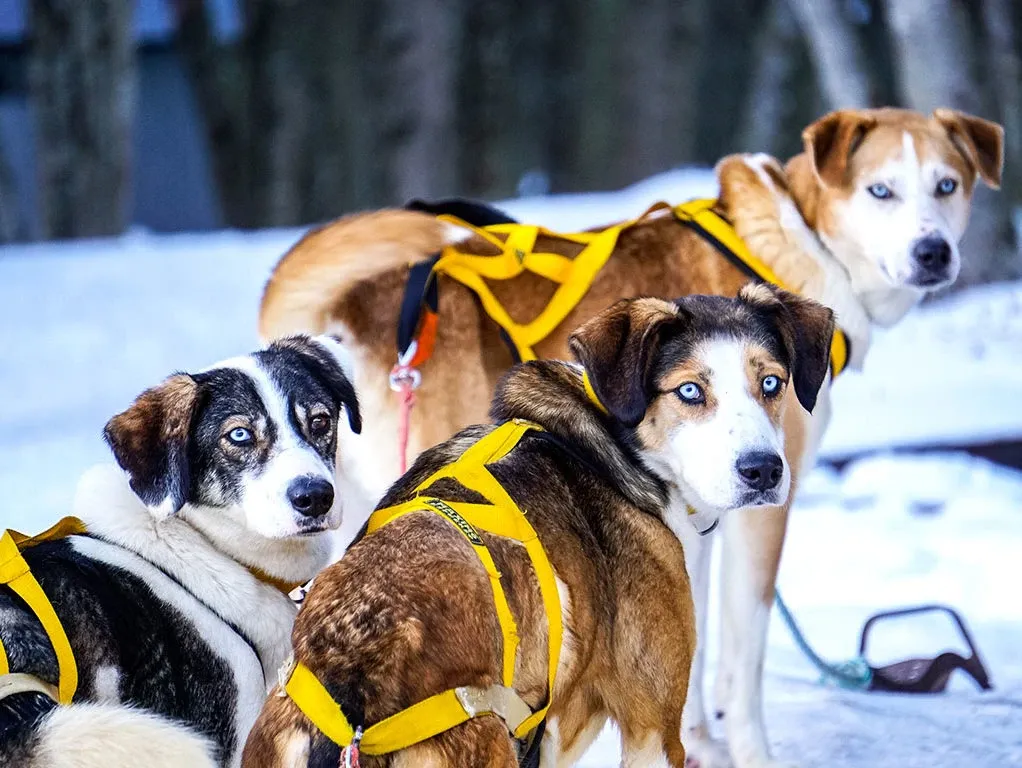 Paisaje de montaña 6
