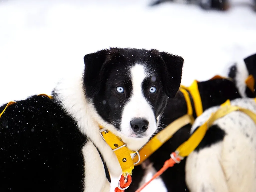 Paisaje de montaña 16