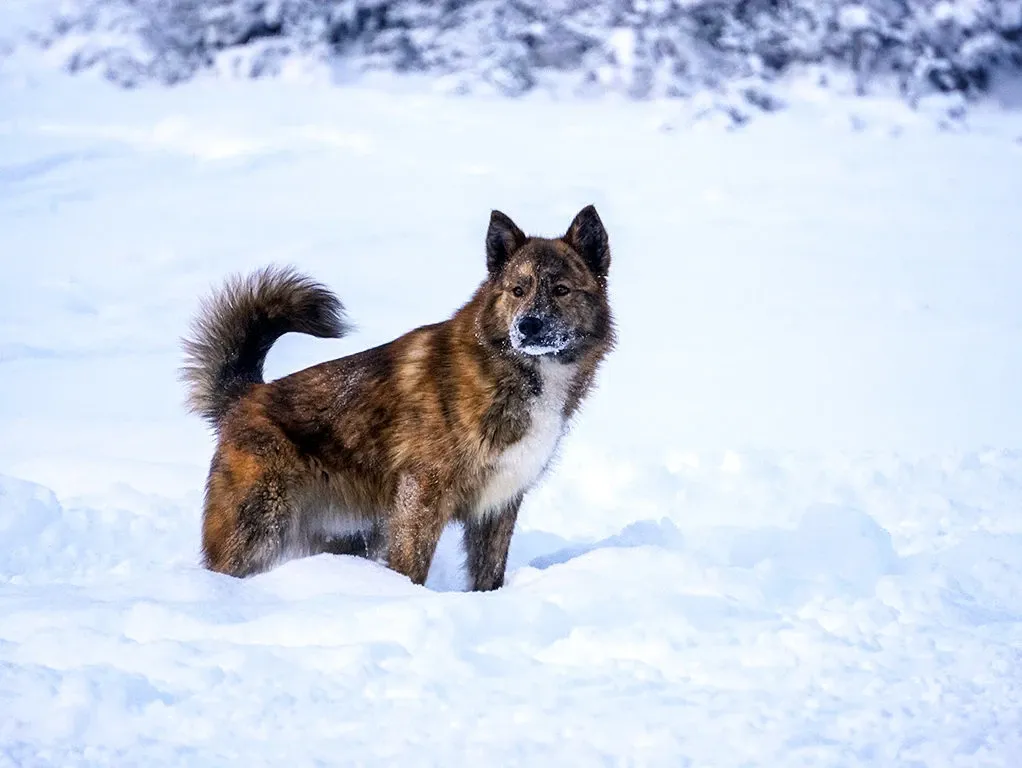Paisaje de montaña 18