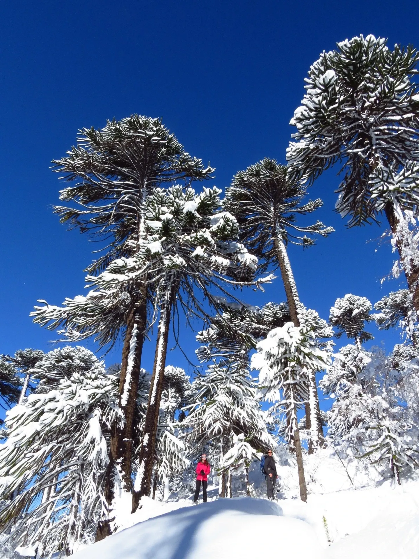Paisaje de montaña 6