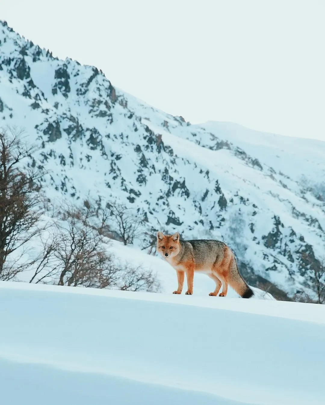 Paisaje de montaña 31