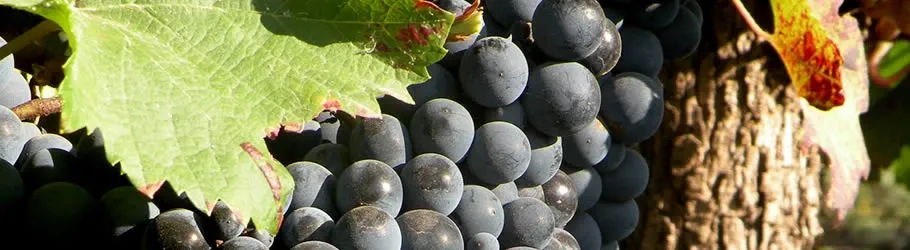 Paisaje de montaña 11