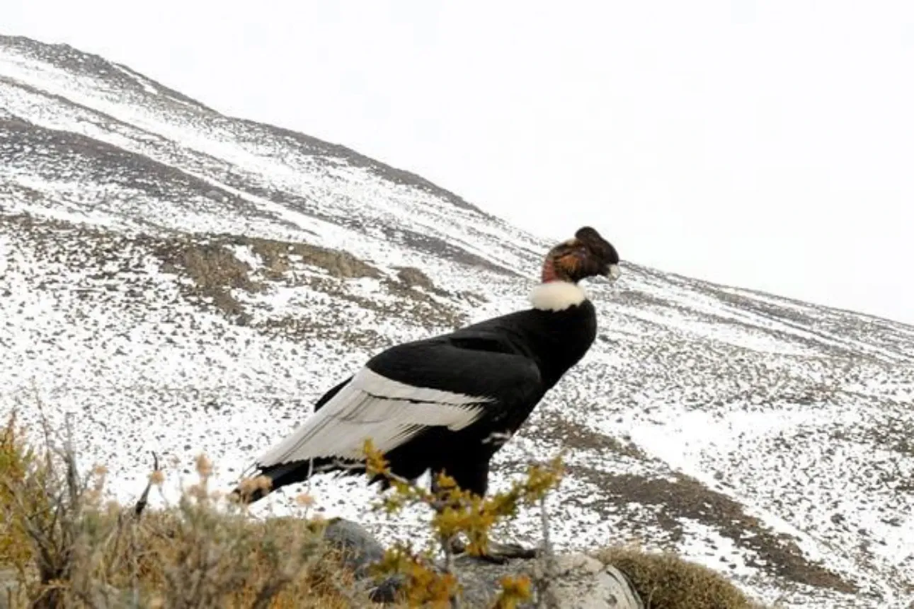 Paisaje de montaña 6