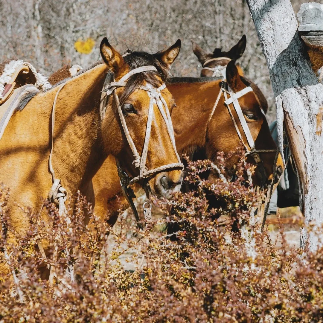 Paisaje de montaña 13