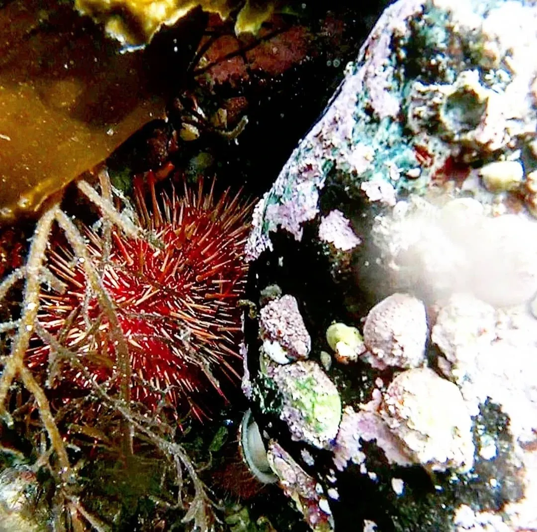 Paisaje de montaña 9