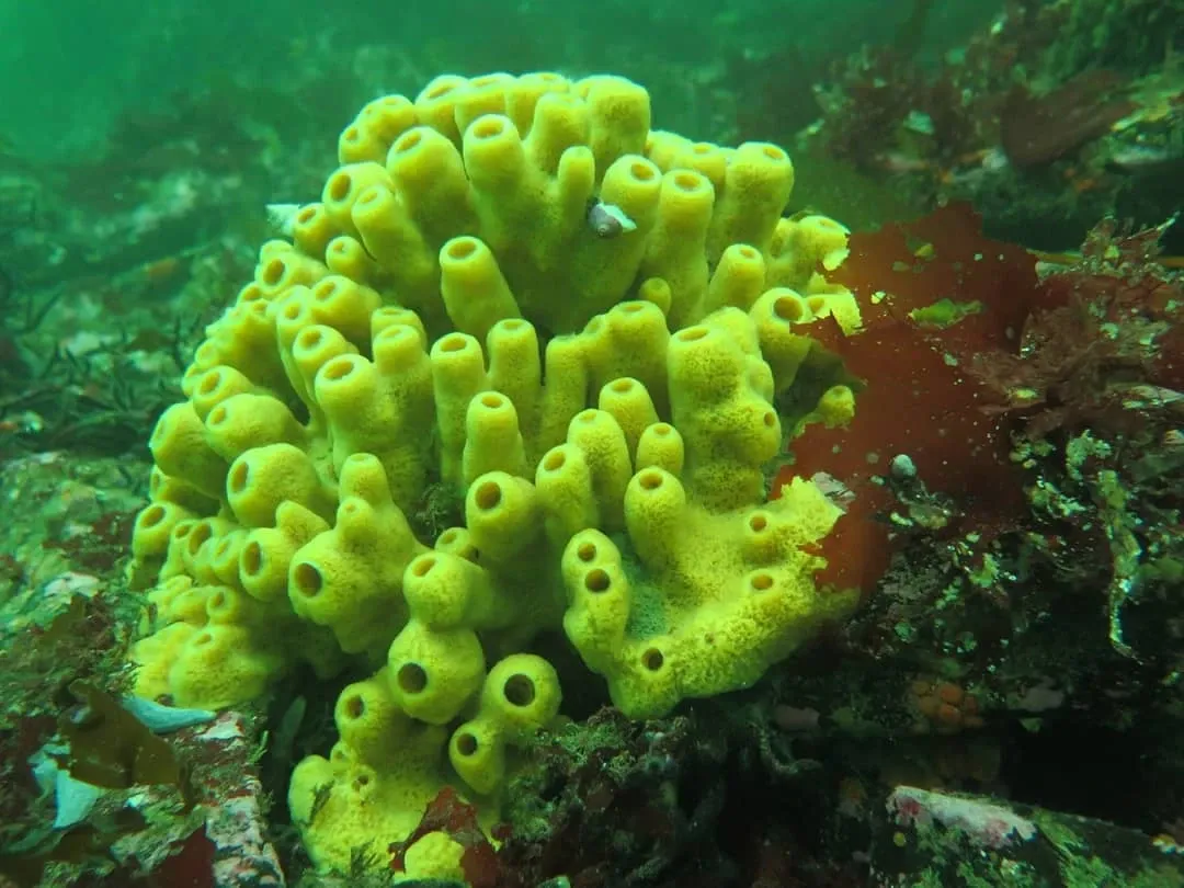 Paisaje de montaña 10