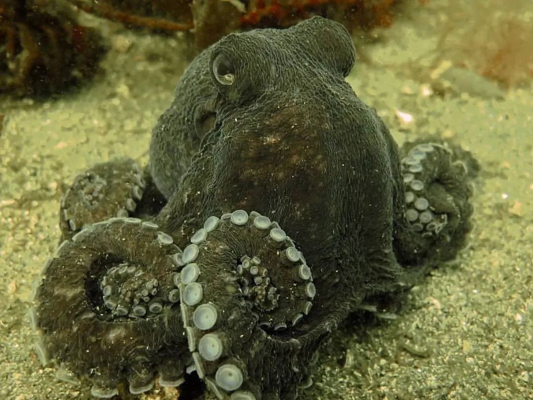 Paisaje de montaña 5