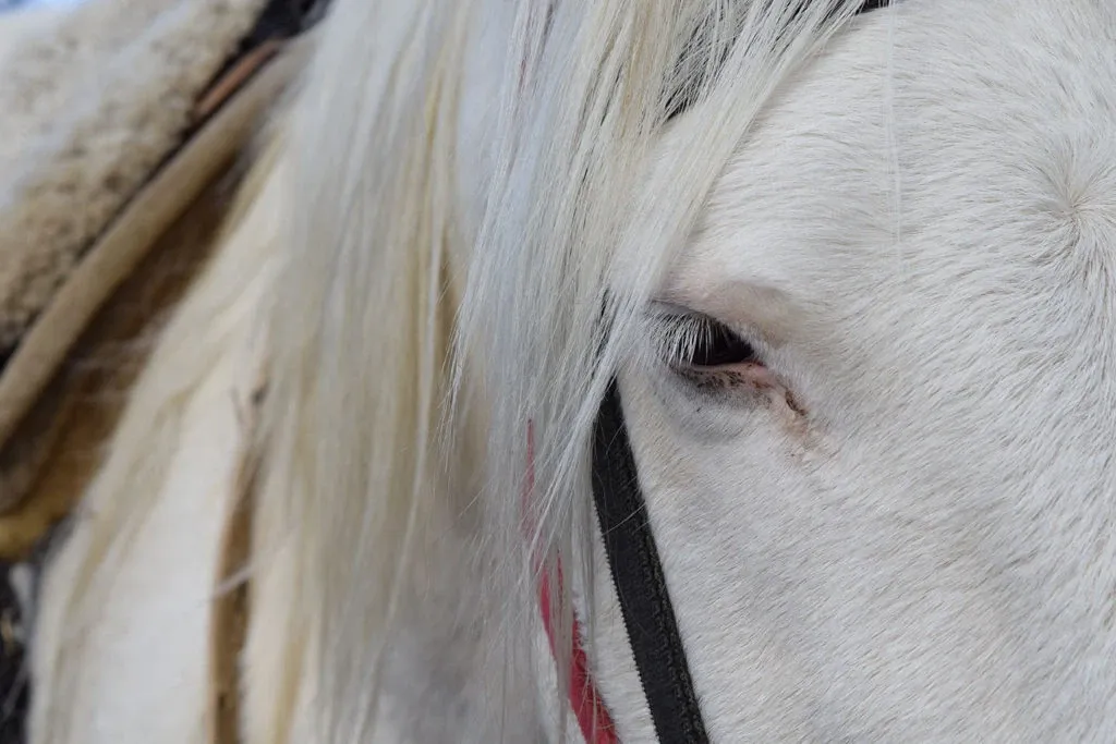 Paisaje de montaña 12