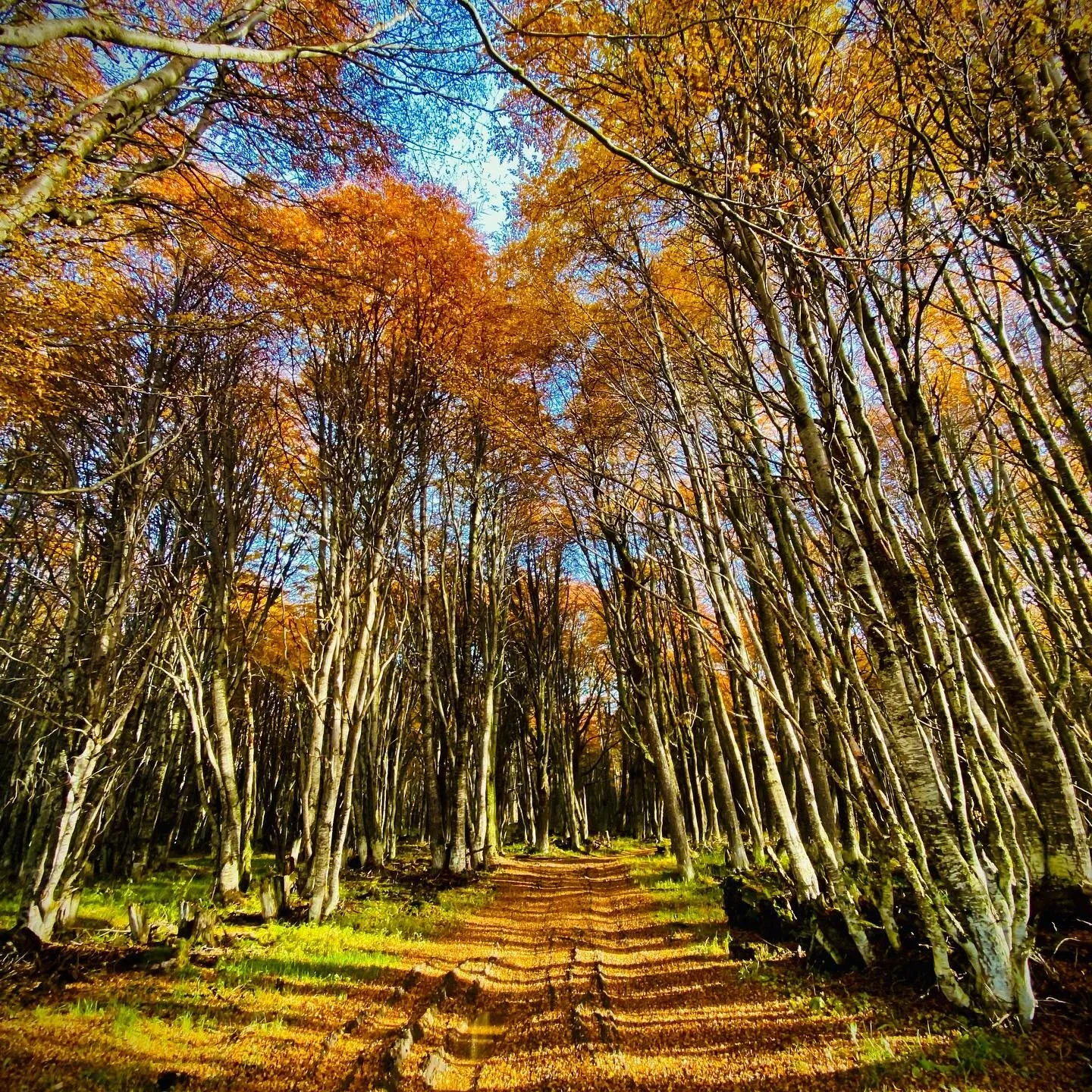 Paisaje de montaña 11