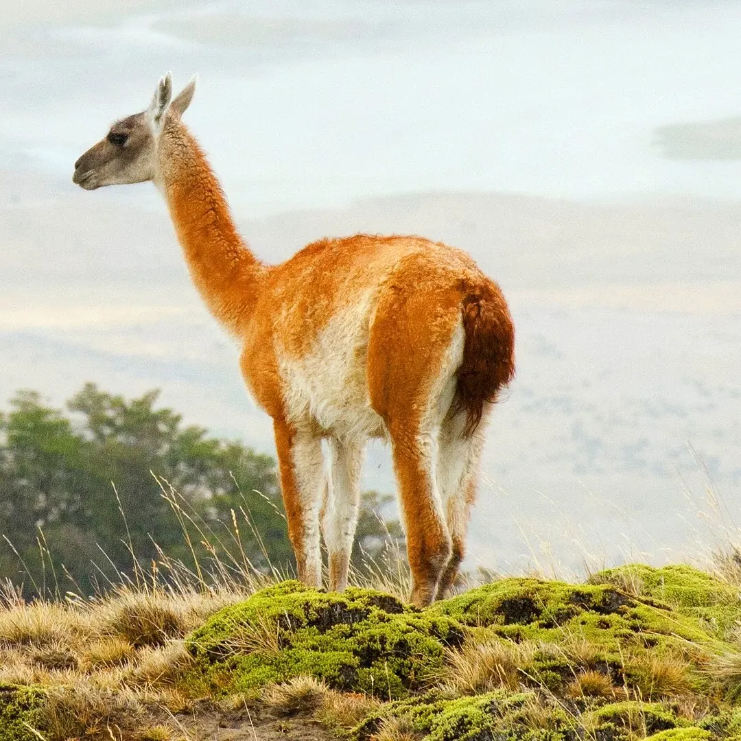 Paisaje de montaña 14